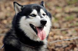 开云体育官网-三笘薰闪耀意甲焦点战，亚洲之光改写巨星定义