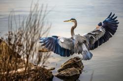 开云体育平台APP-鹈鹕强压勇士，东契奇成为关键先生，小球时代的战术博弈与巨星定式