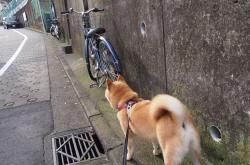 开云体育官网-欧文一肩挑，单核36分击溃黄蜂，攻防两端的绝对统治