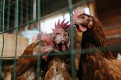 开云APP-小贾伦狂砍45分创生涯新高，掘金主场力克广厦迎六连胜