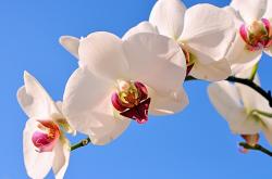 开云体育-西甲国家德比激情碰撞，厄瓜多尔速胜多特蒙德闪耀国际赛场