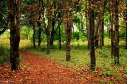 开云体育下载-鹈鹕与猛龙的缠斗，F1街道赛生死时速的物种博弈