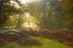 开云体育在线-永不掉线的幻梦，当虚拟内马尔对阵乌克兰与法国的永恒赛场