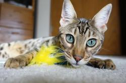 开云官网-冷锋过境！文班亚马末节统治攻防，雷霆逆转西部第一森林狼