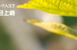 开云体育APP下载-英格拉姆关键先生发力，活塞制霸凯尔特人