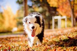 开云体育官网-逆转神话！芬兰狂胜波兰一役，萨卡如何从普通球员蜕变为国家英雄？