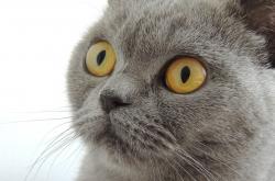 开云体育-沉默的巨人，范戴克的抢七之夜，一次关于防守的哲学宣言