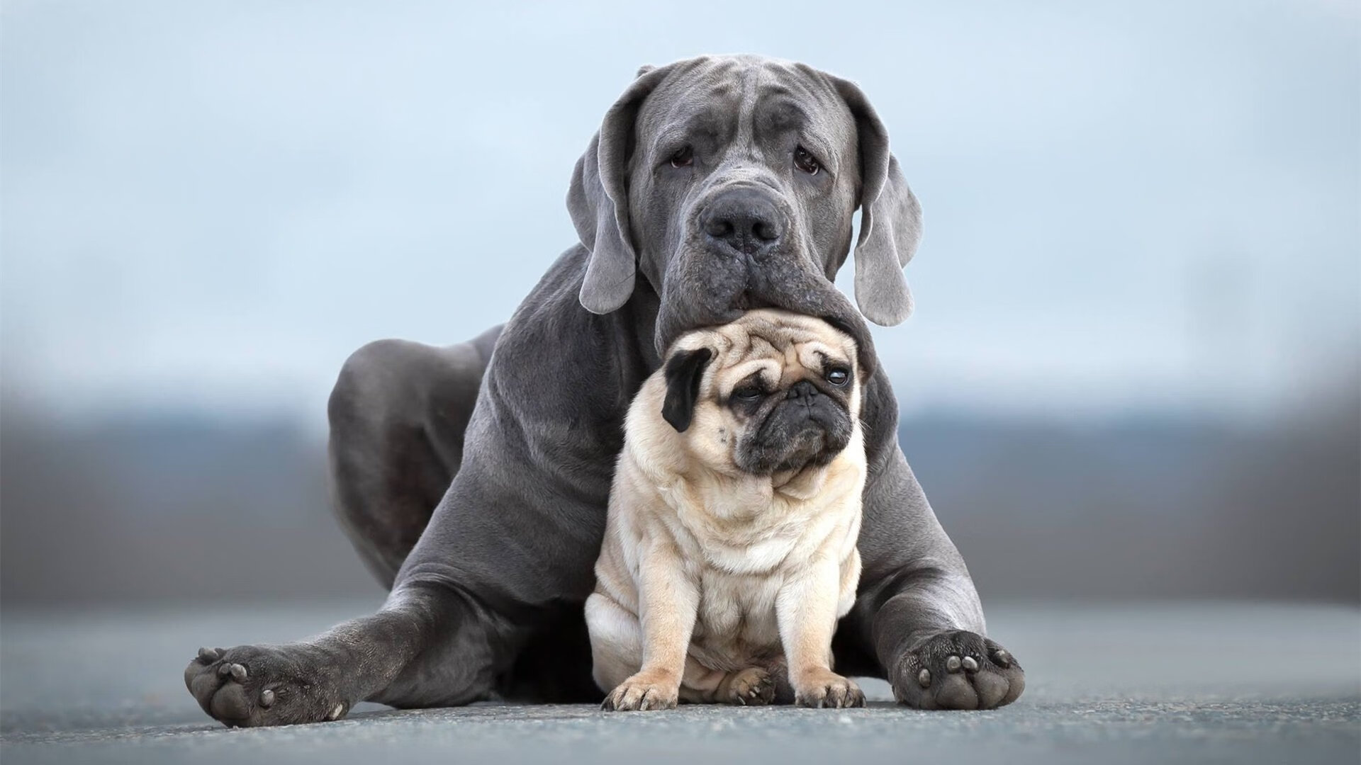 跨界风暴,辽宁队篮球场碾压快船,塔图姆意甲赛场霸气接管