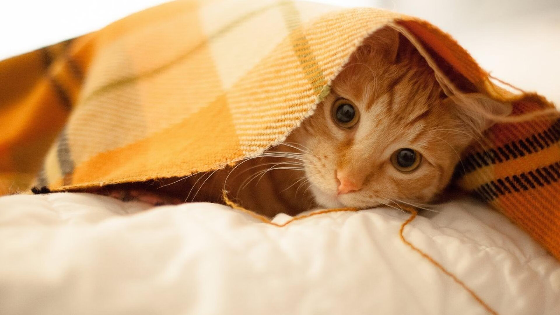 利刃淬火，奥运资格战锡安攻防两端统治全场