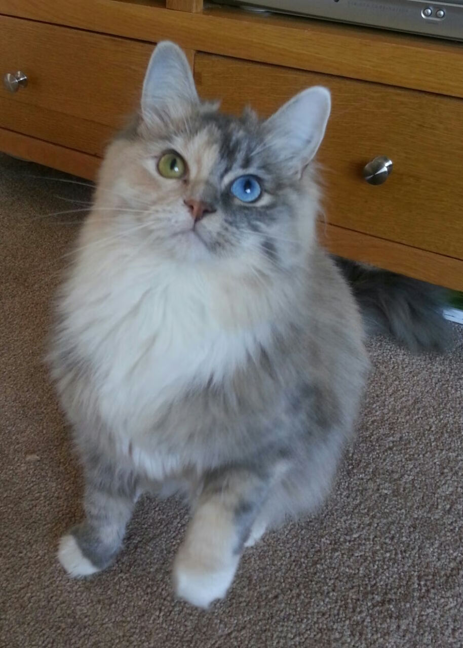 跨界狂飙，北京队大胜灰熊，拉文F1街道赛称王