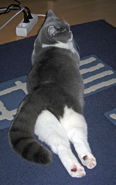 辽宁队震撼击溃凯尔特人，拉梅洛防守端锁死对手缔造传奇