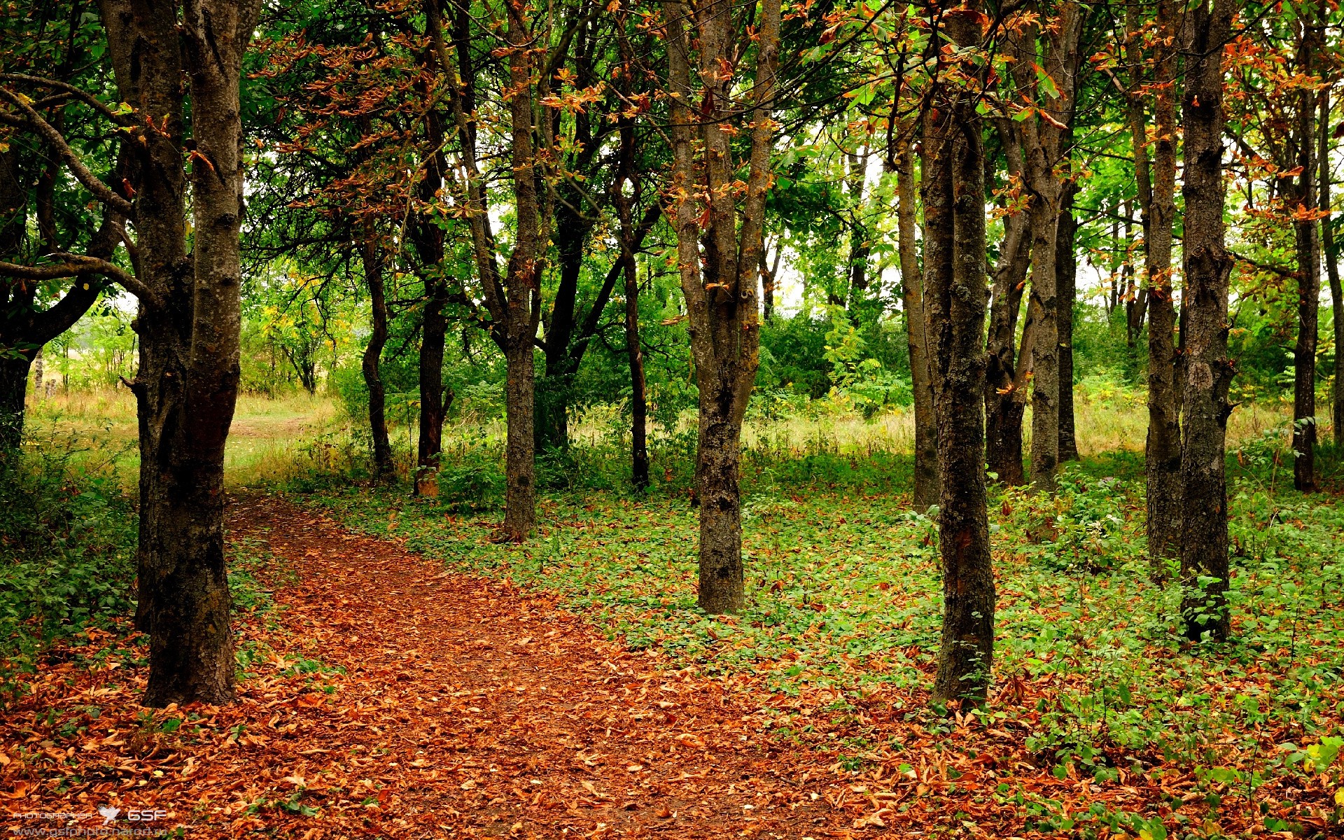 鹈鹕与猛龙的缠斗，F1街道赛生死时速的物种博弈