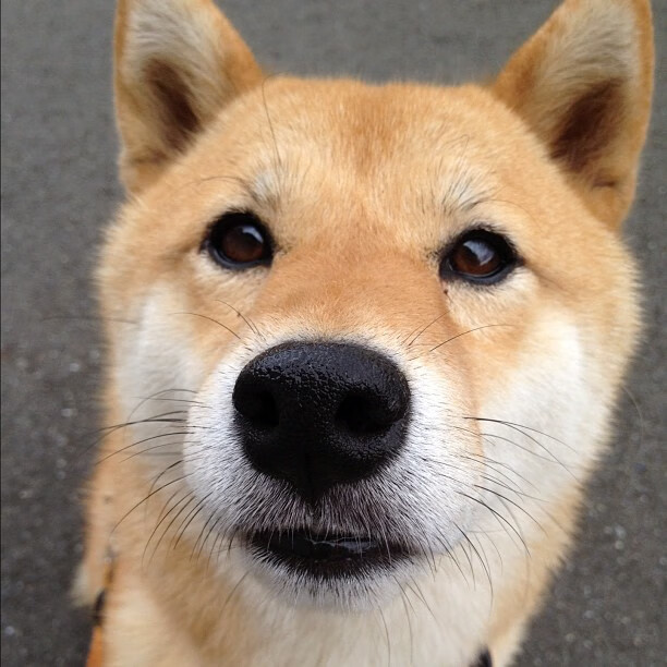 炮火与手术刀,德甲的生死狂飙与西意对决的节奏谋杀