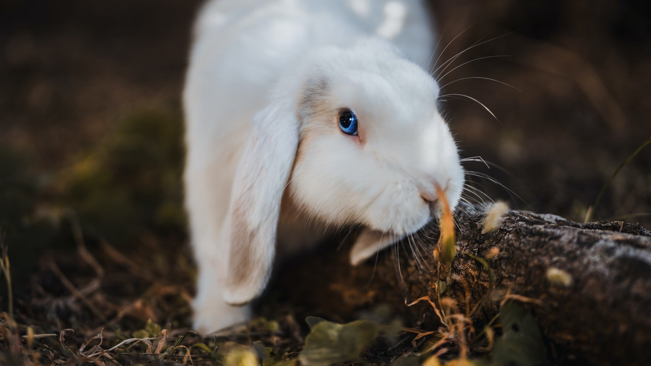 老鹰振翅打穿辽宁，浓眉一柱擎天成定海神针