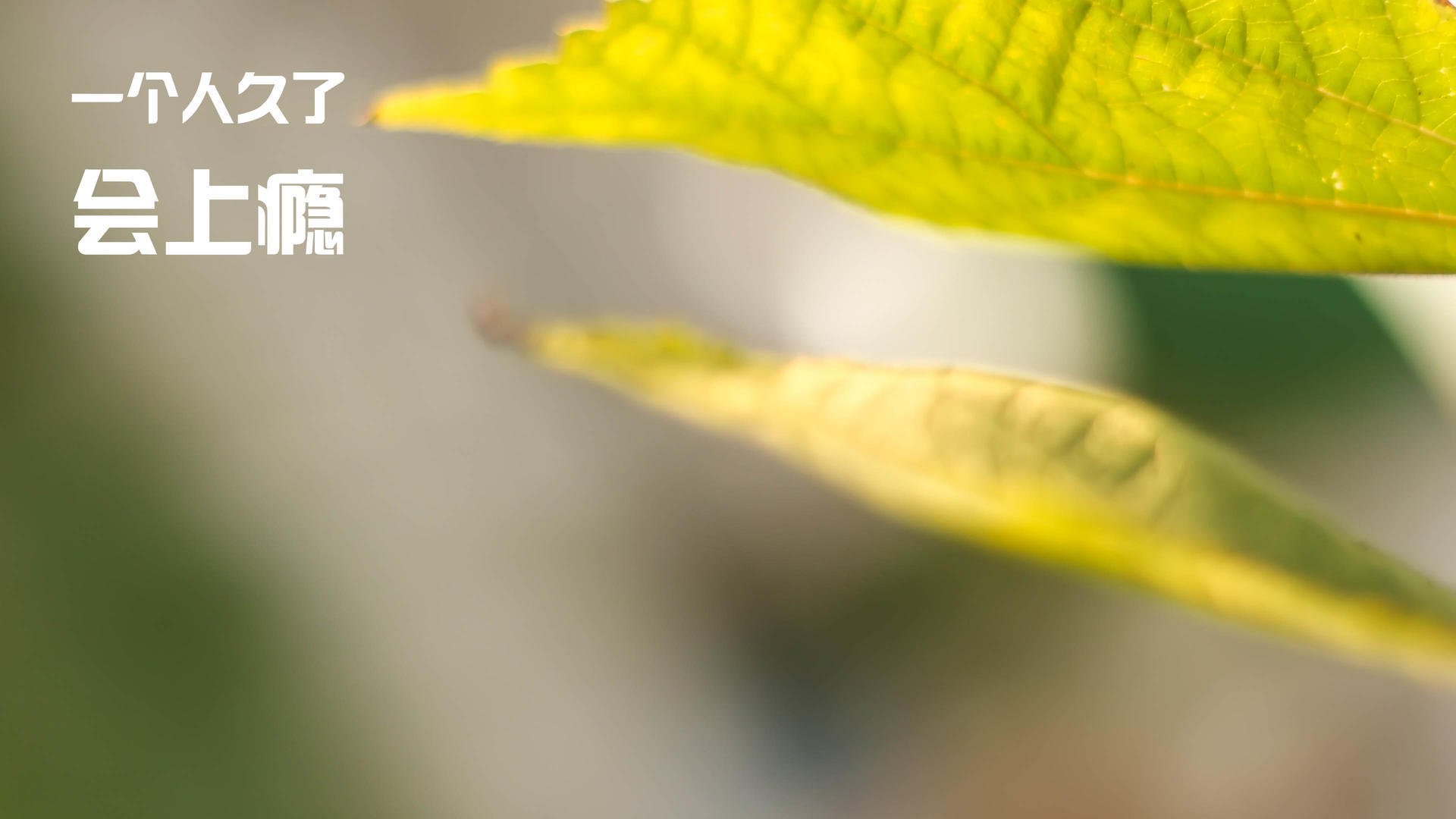 英格拉姆关键先生发力，活塞制霸凯尔特人