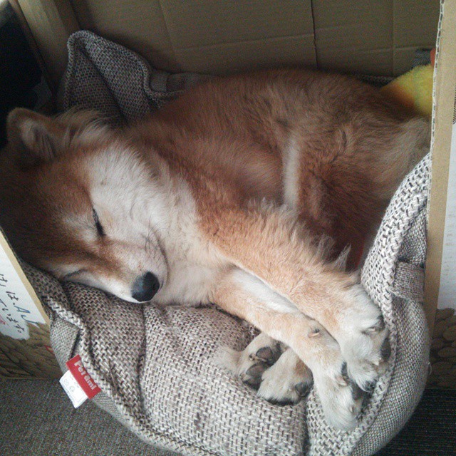 贝林厄姆,中场魔术师的统治力与挪威的钢铁防线—当掌控力遇见绝对锁死