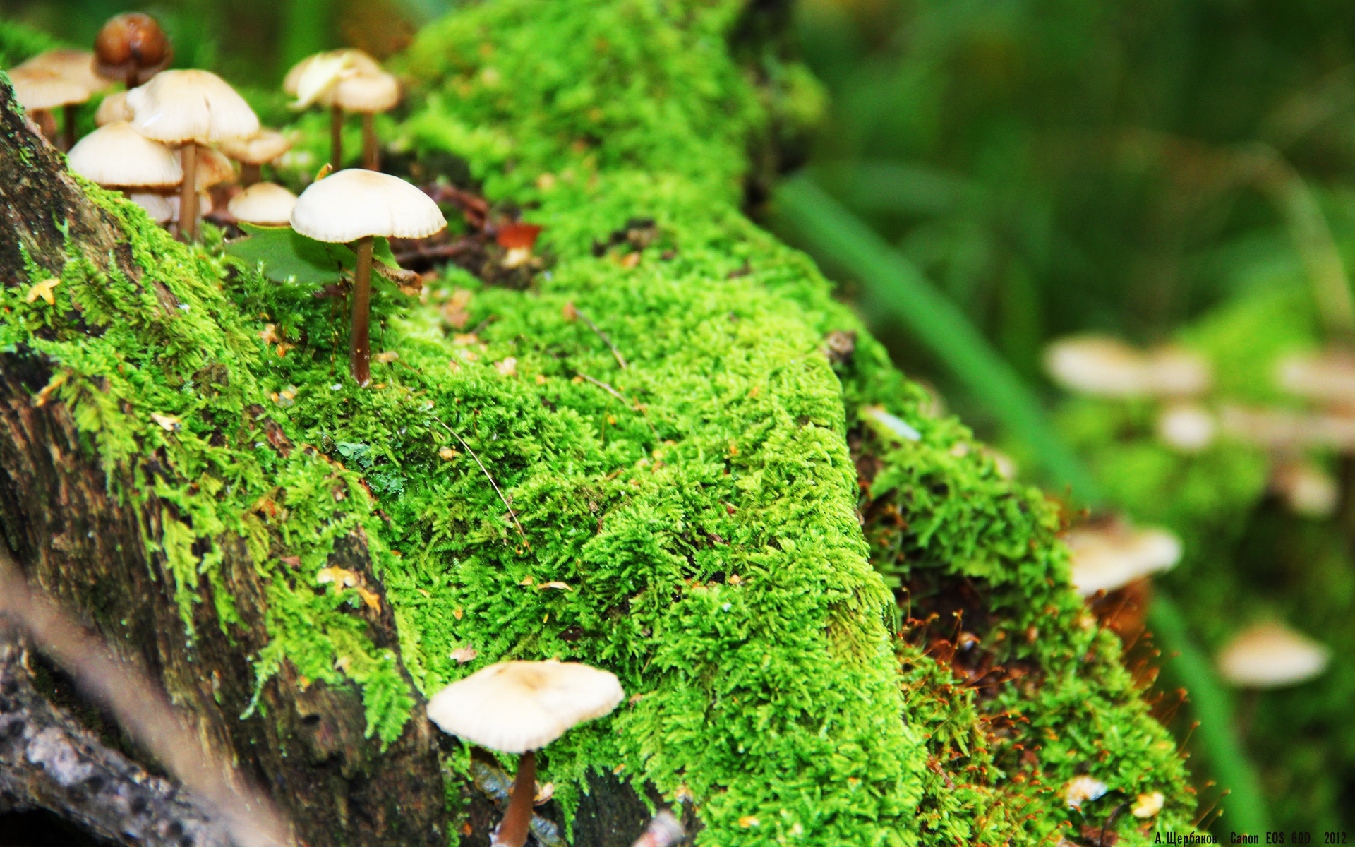 意甲焦点战之夜，英格拉姆防守艺术在足球场的映照