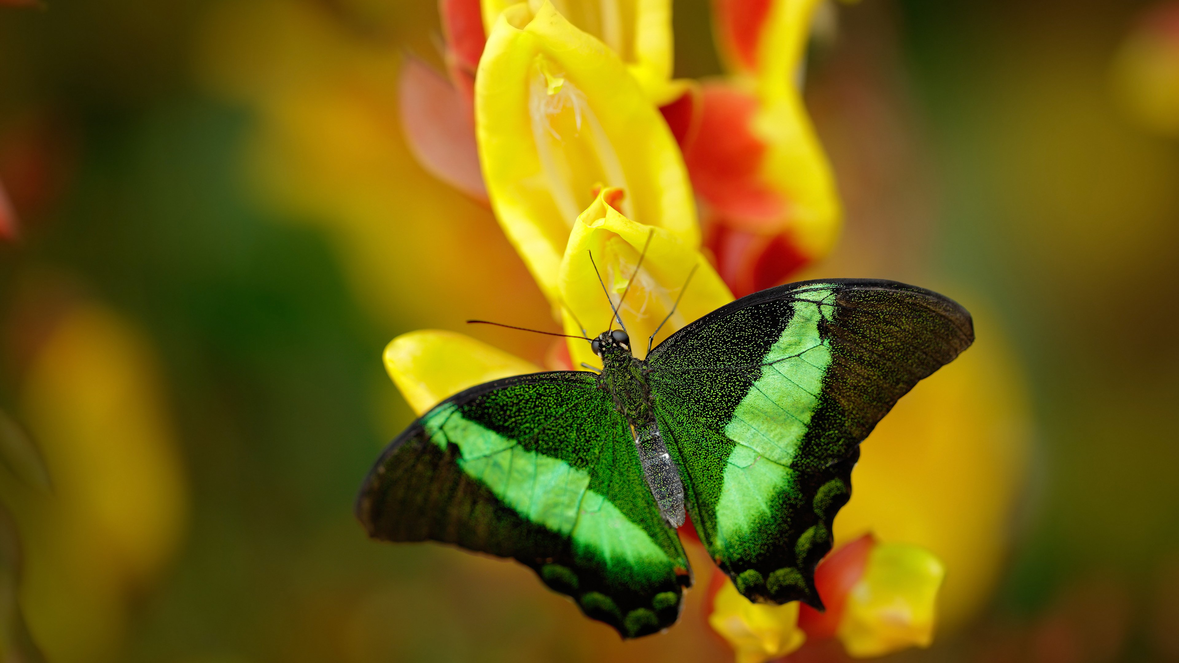 绝境中的救赎，当马里铁骑踏平苏格兰，萨拉赫于深渊边缘擎起火炬