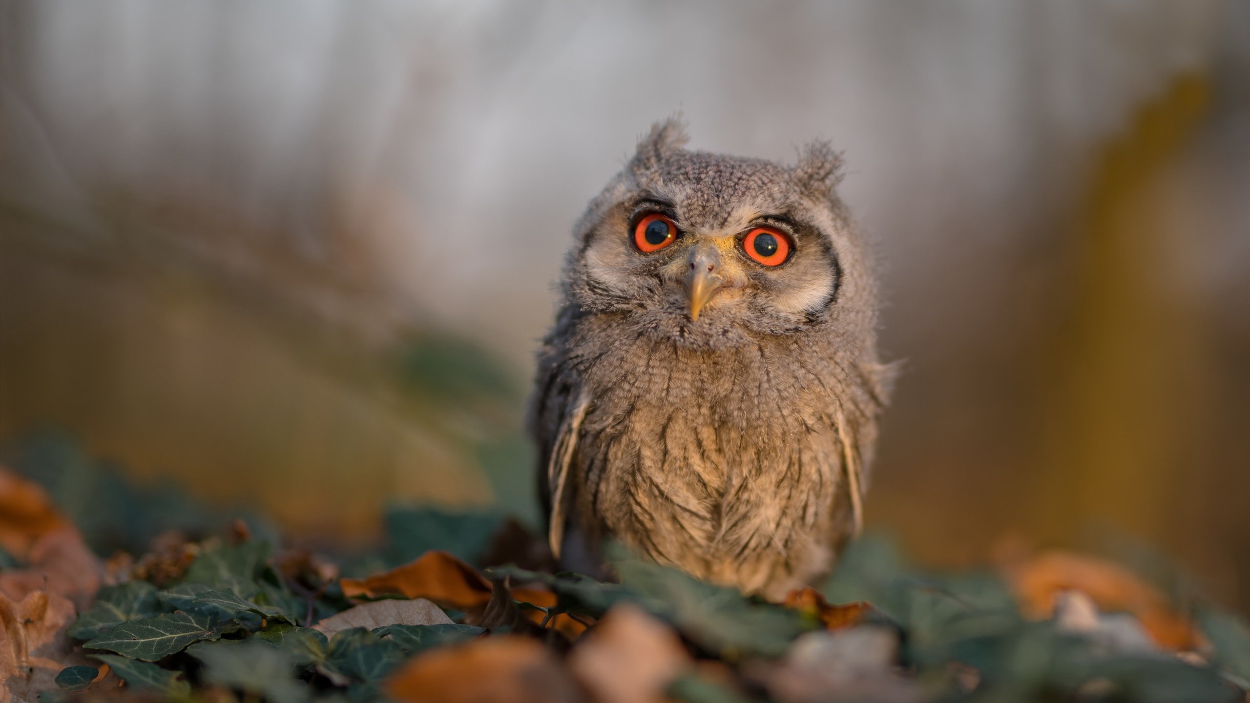 最后3.8秒!米切尔狂飙37分,深圳绝境逆转开拓者