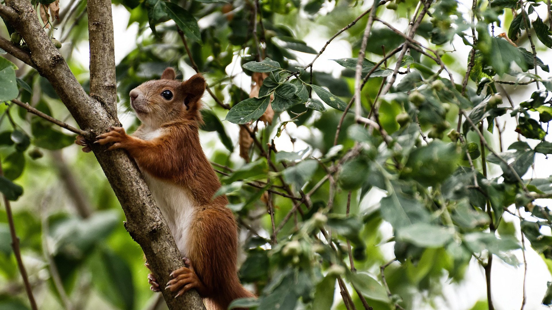 乌克兰对阵美国,拉亚一夫当关,超现实扑救点燃绿茵传奇