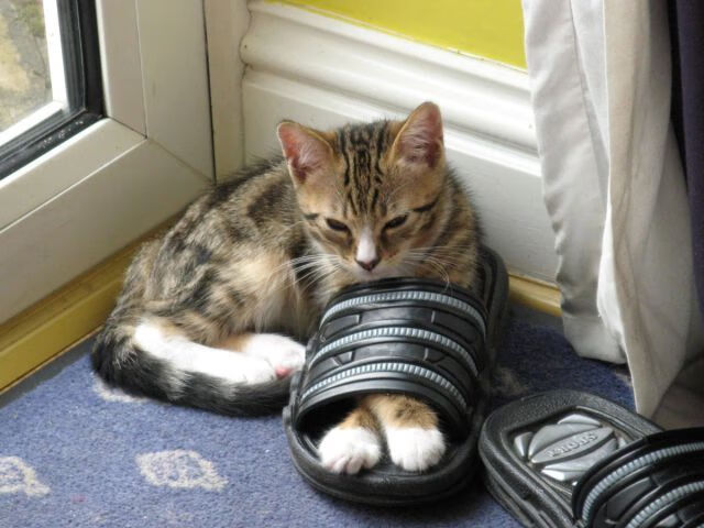 南美风暴席卷旧大陆，当巴西的韧性与恩佐的魔法同时降临