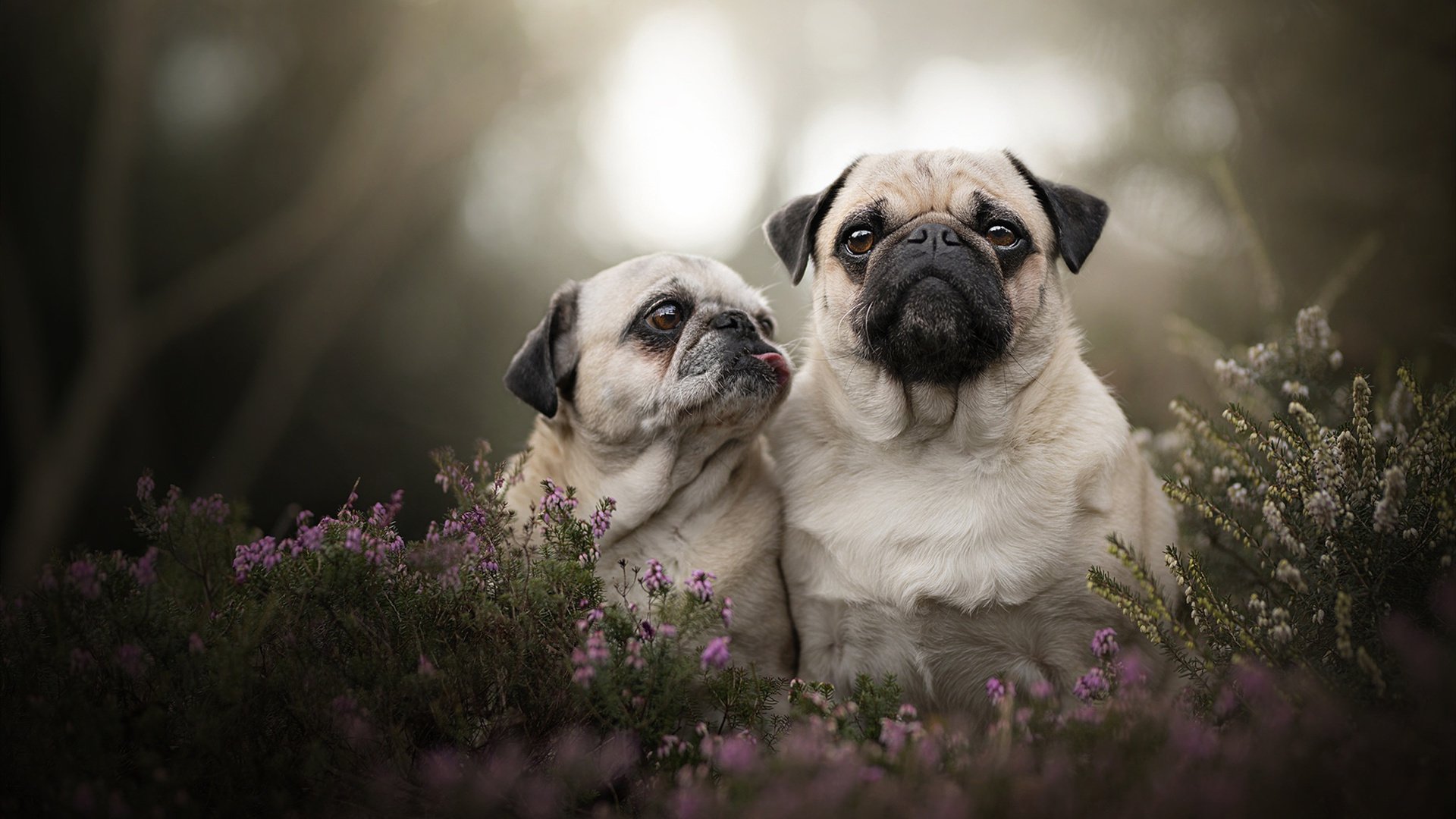 内马尔全程高能输出，阿森纳节奏掌控伊朗，足球战术与个人英雄主义的完美融合
