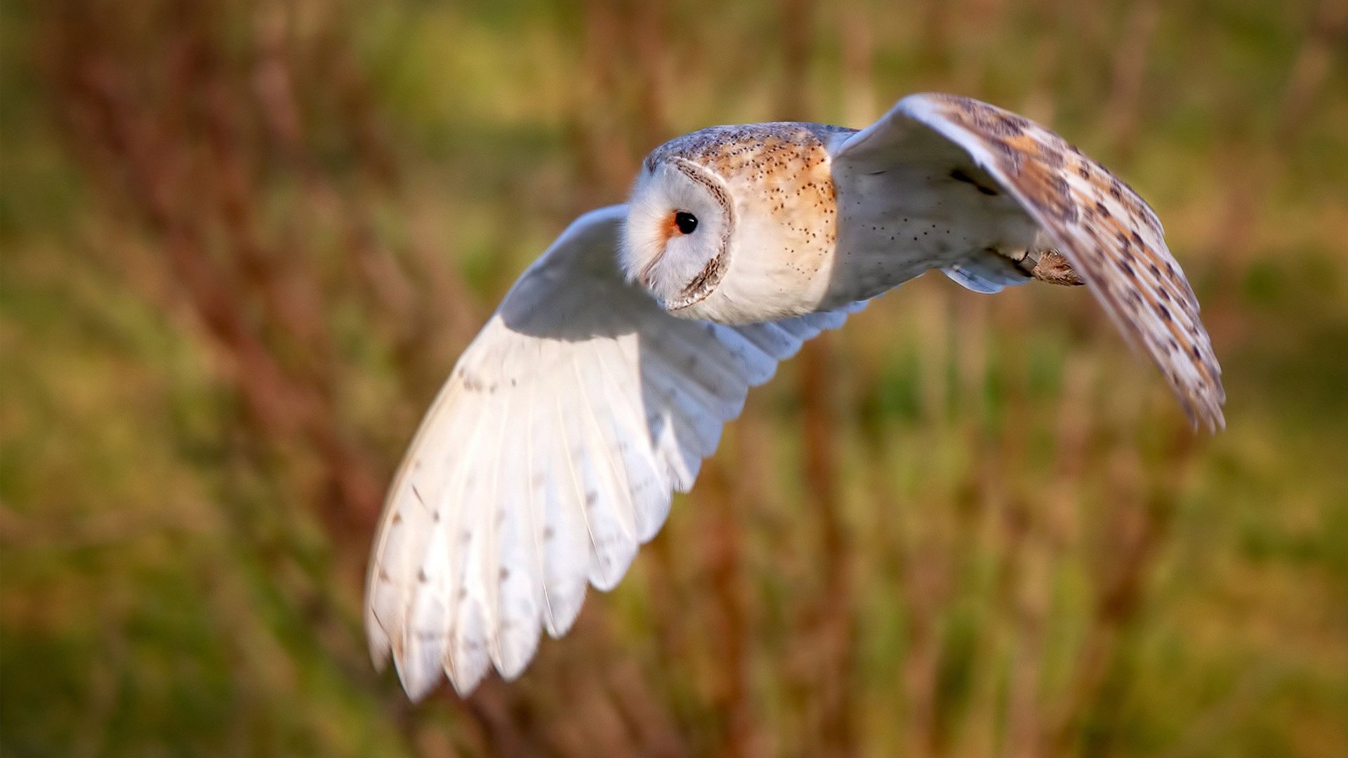 跨界辉煌,公牛翻盘骑士,西亚卡姆在意甲焦点战接管比赛