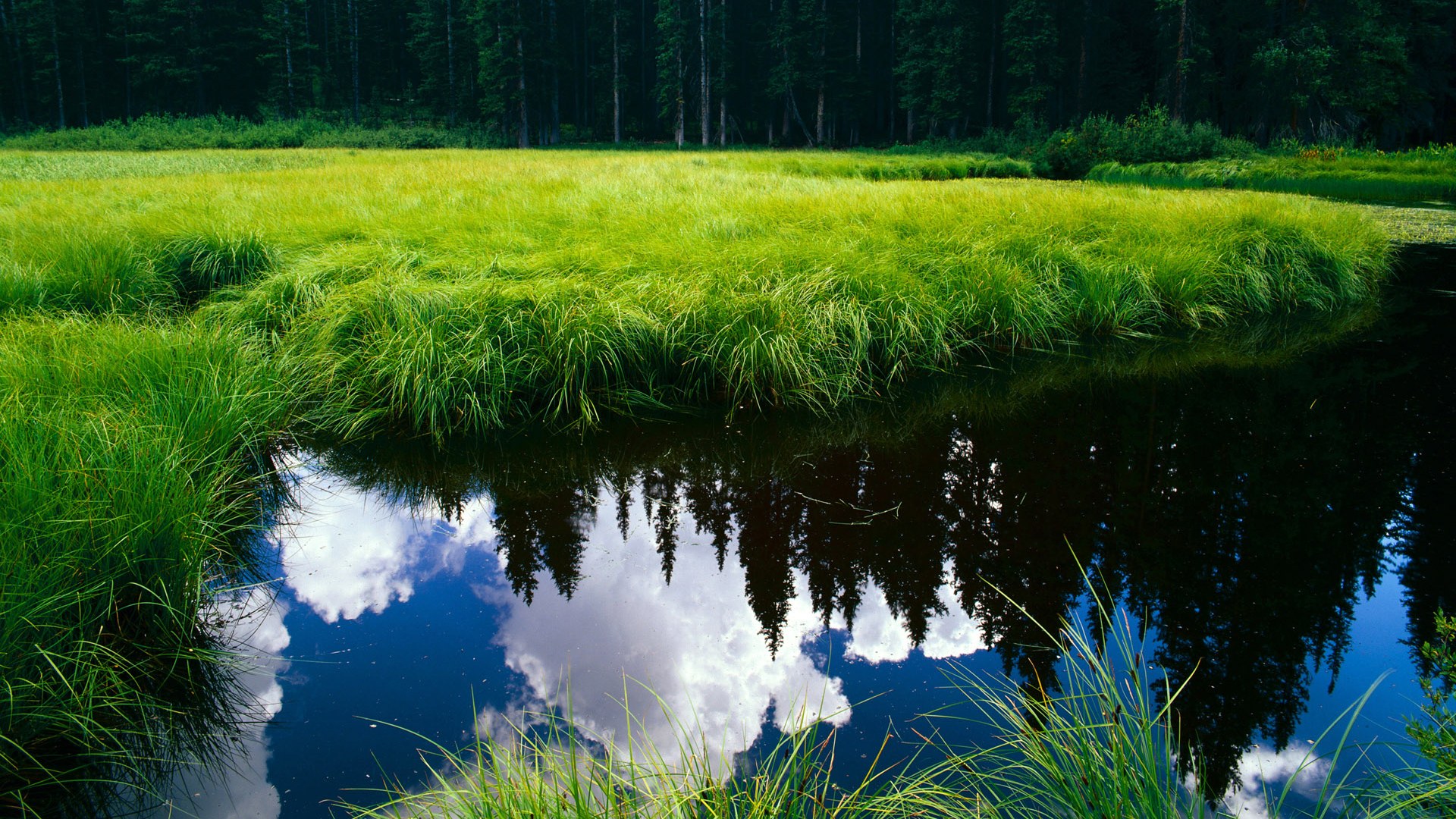 绝境逆袭！苏格兰2-1绝杀荷兰创世界杯历史