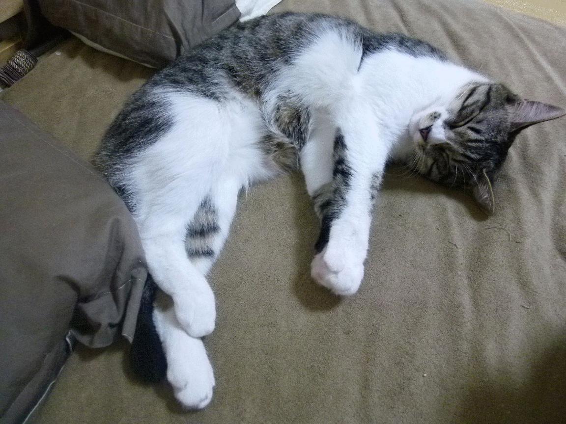 荷兰风暴席卷药厂,努涅斯一击定乾坤