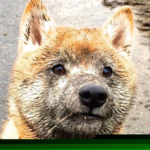 南美风暴,F1年度争冠焦点战中的阿根廷与委内瑞拉血拼